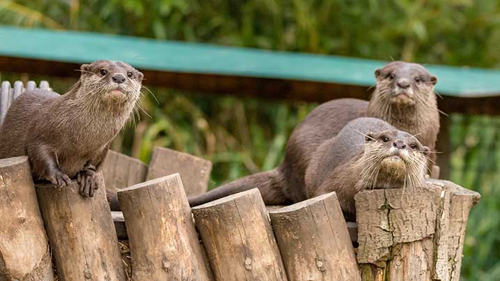 Meet the otters