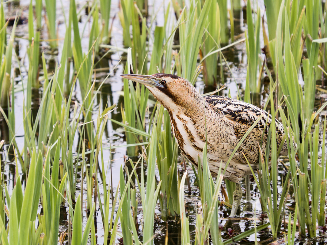 Recent Sightings 10th - 18th December
