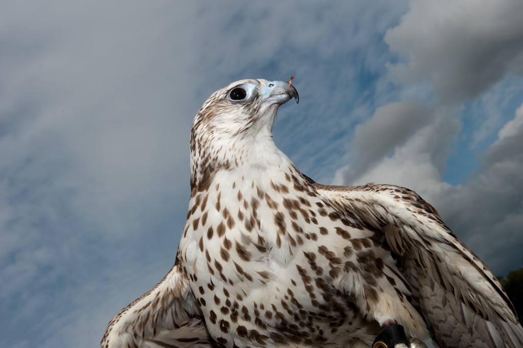 Birds of Prey
