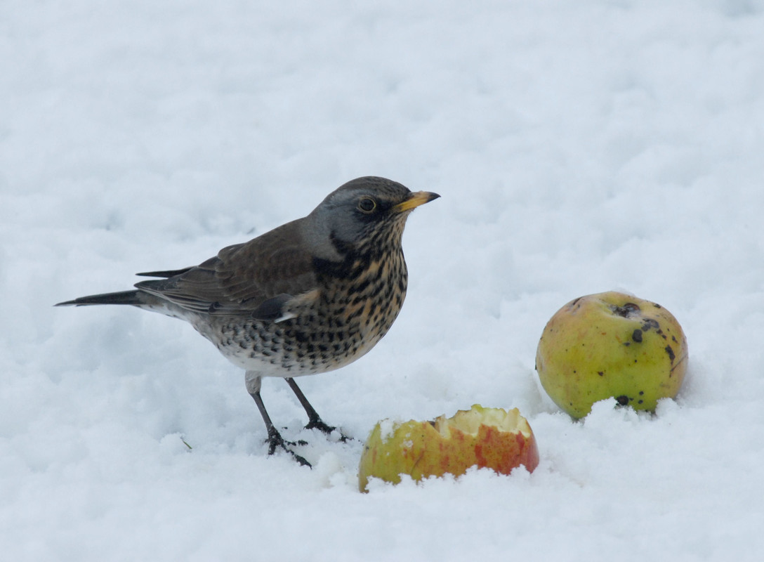 Wildlife Sightings for 22nd November 2024