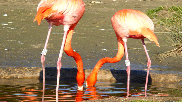 Flamingos bonding before mating
