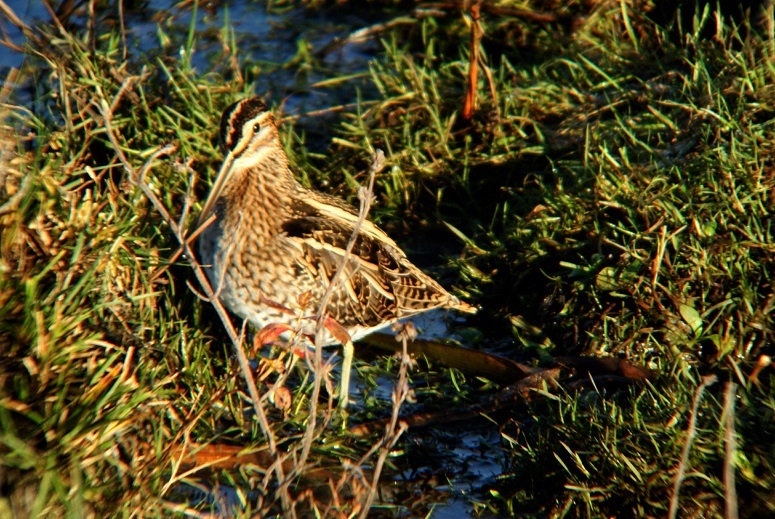 Wildlife Sightings for 15th January 2025