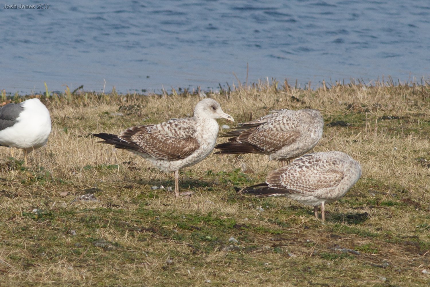 Wildlife Sightings for 16th May 2024