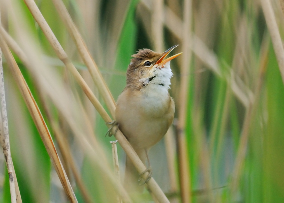 International Dawn Chorus Day Guided Walk