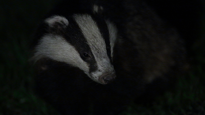 Badger webcam