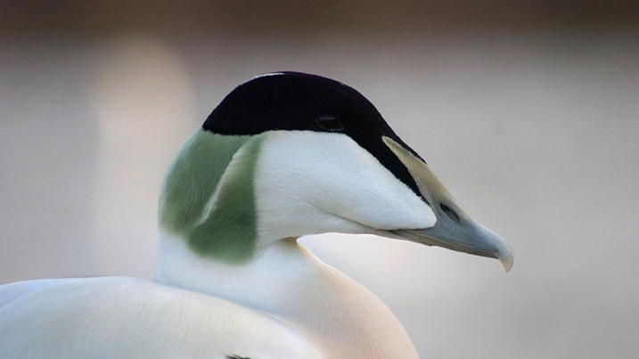eider_717x403.jpg
