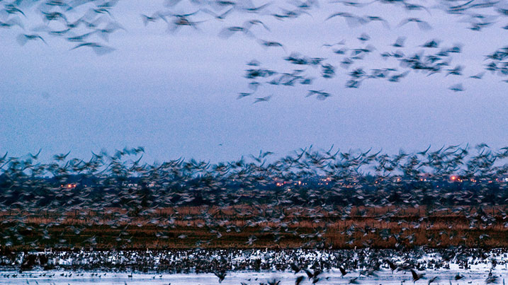 Martin Mere pink-footed geese