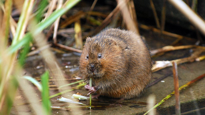 Ratty in wind in the willows is a water vole