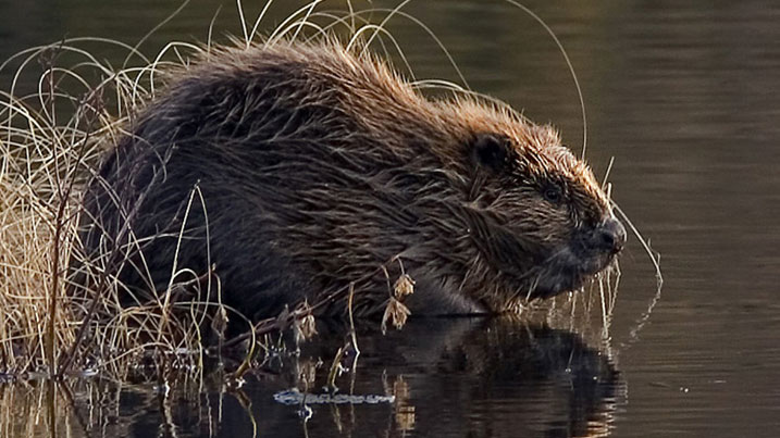 A beaver in wetlands