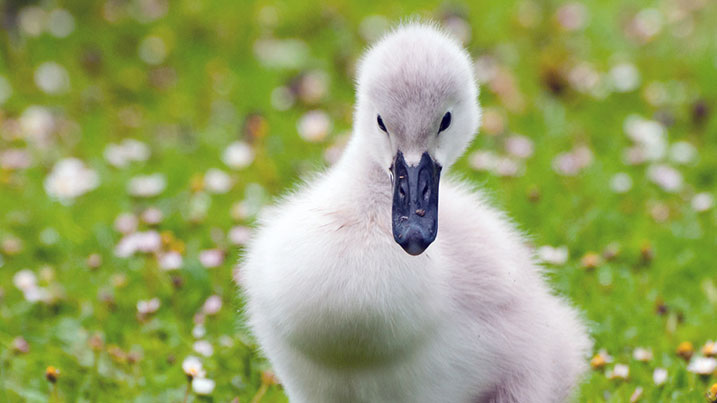 Mute swan cygnet Mute swan cygnet