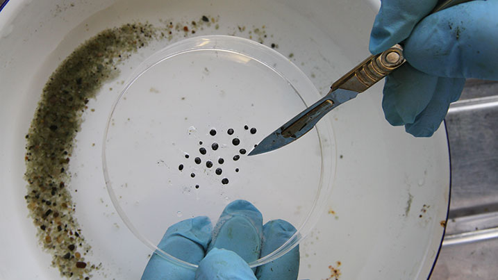 Lead shot removed from the gizzard of a lead poisoned swan - the range of sizes indicates how they are ground up and then absorbed by the bird