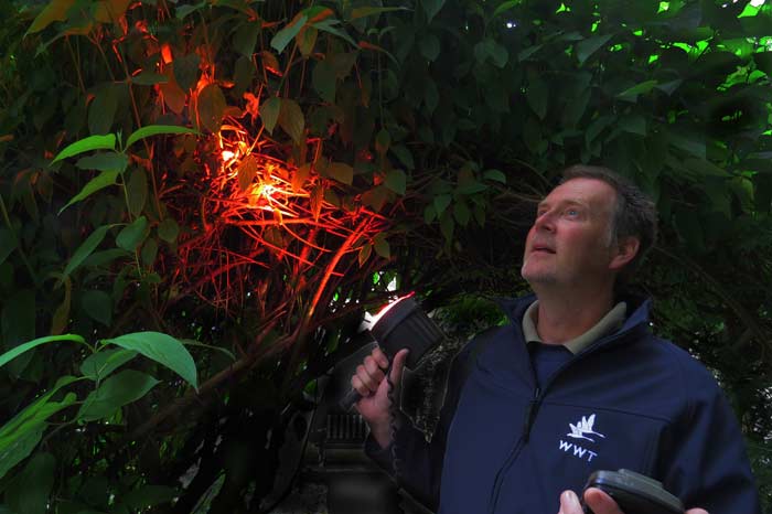 Evening Bat Walk