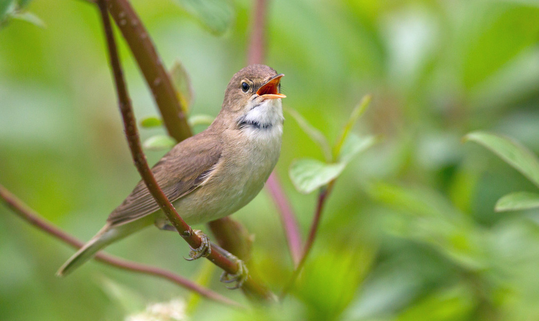 View: Dawn Chorus Walk