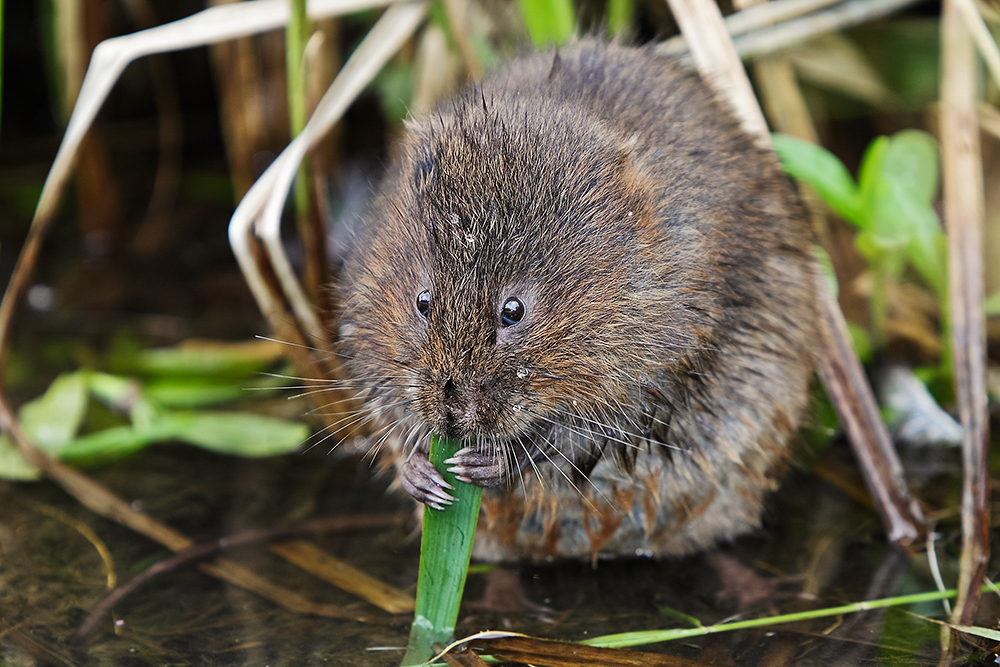 Sussex Wildlife Day