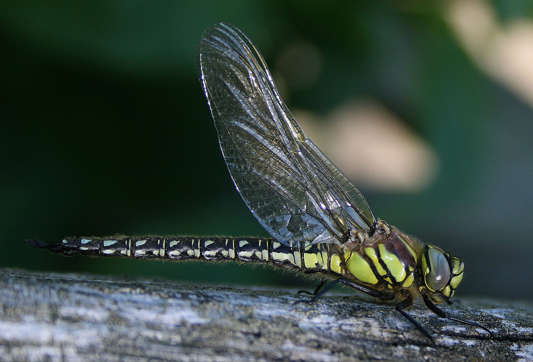 View: Bug Month weekends
