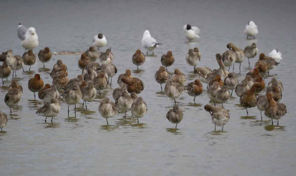 Record Black-tailed Godwit count
