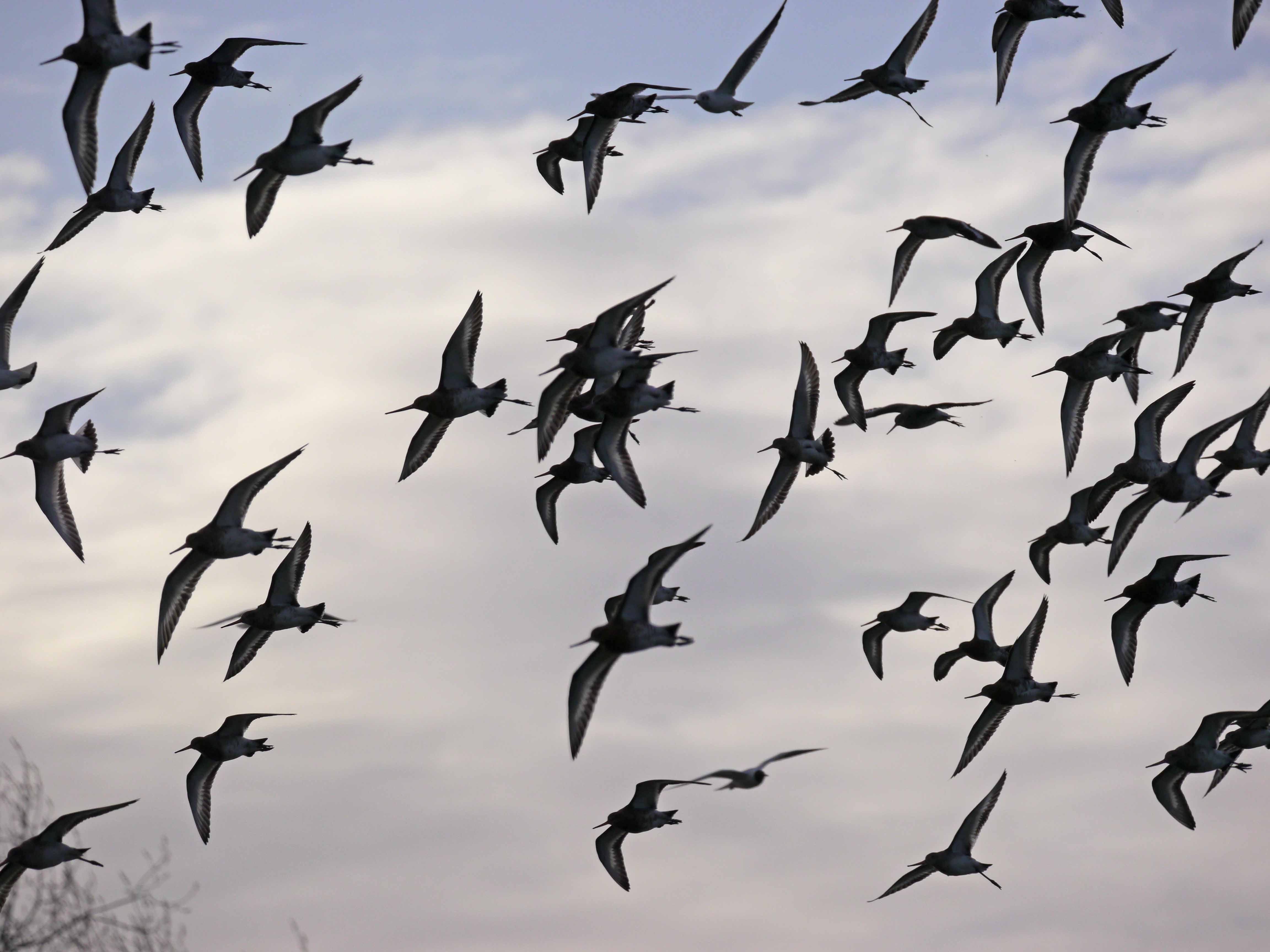 Godwits moving on?