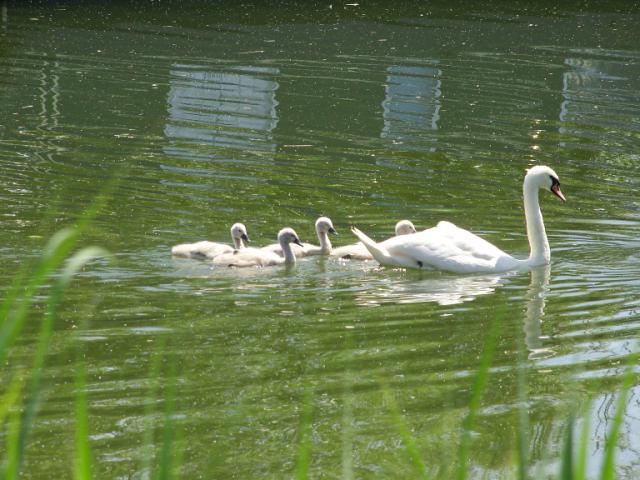 View: Slimbridge Cygnets