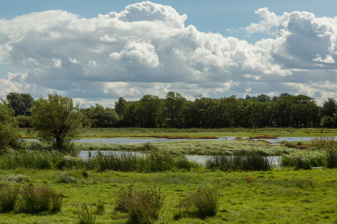 Wetlands key to ecosystem restoration