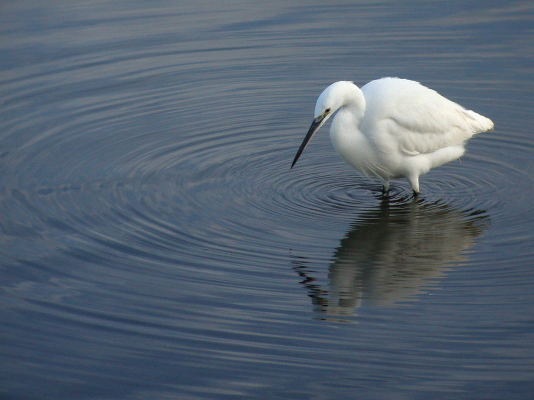 Wildlife Sightings for 31st March 2024