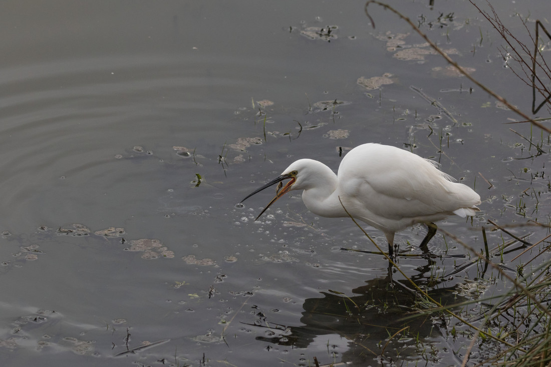 Wildlife Sightings for 4th June 2024