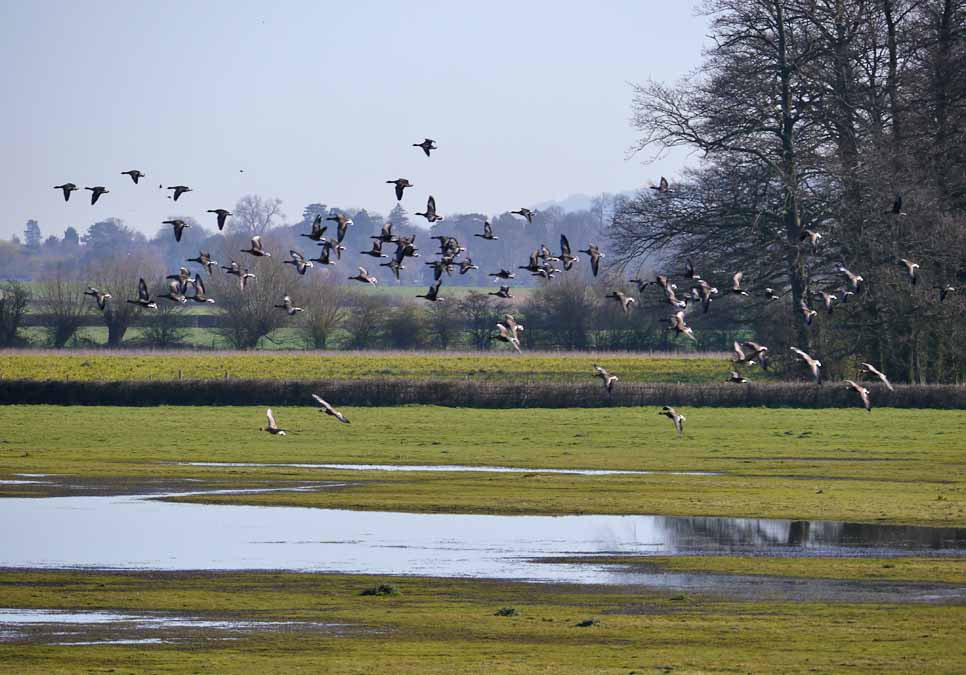 Goodbye White-fronted Geese?