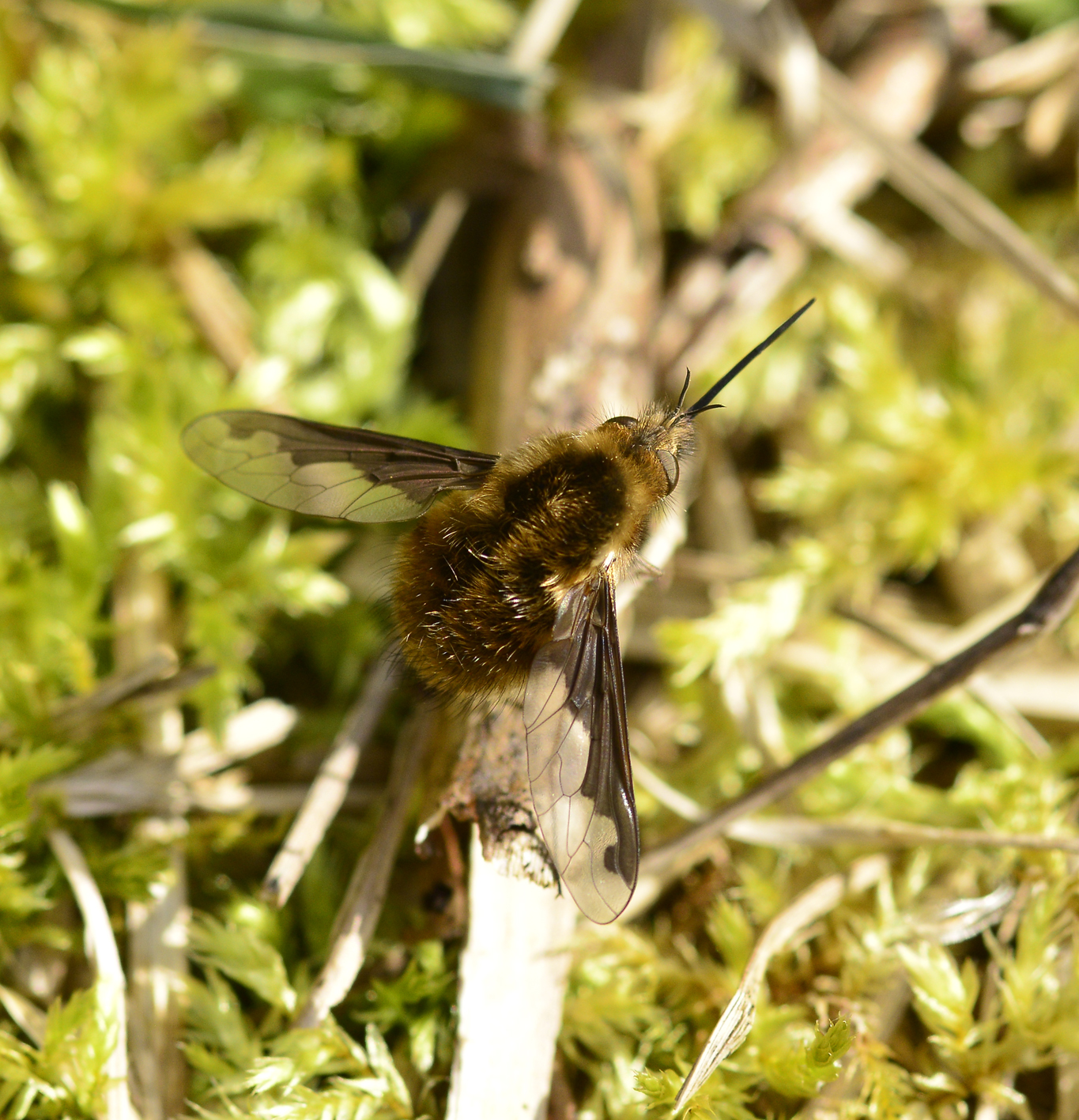 Beefly Bmajor AWWT 240319 PS01.jpg