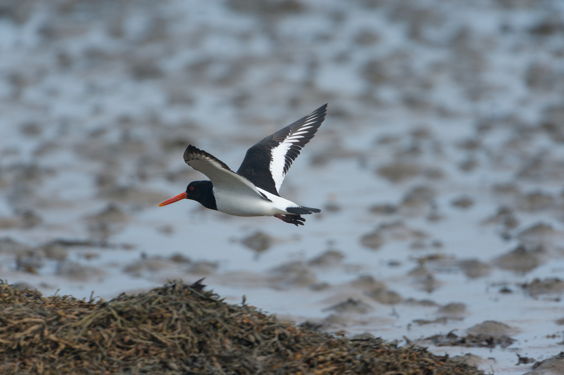 Wildlife Sightings for 8th March 2024