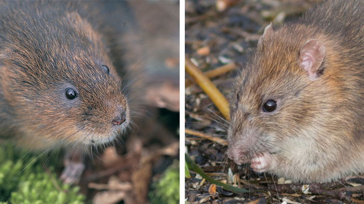 Water vole vs brown rat Water vole vs brown rat