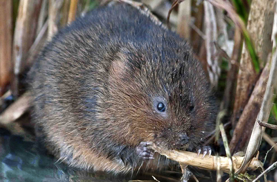 Water voles vs. rats: how to tell the difference