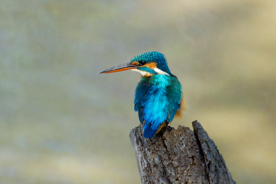 Earliest ever Kingfisher breeding activity!