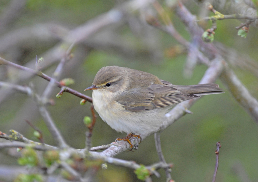 Wildlife Sightings for 23rd March 2024