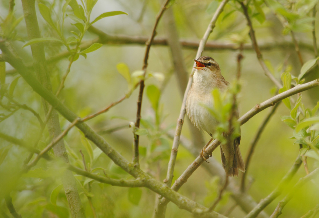 First Sedge Warbler of the year on site