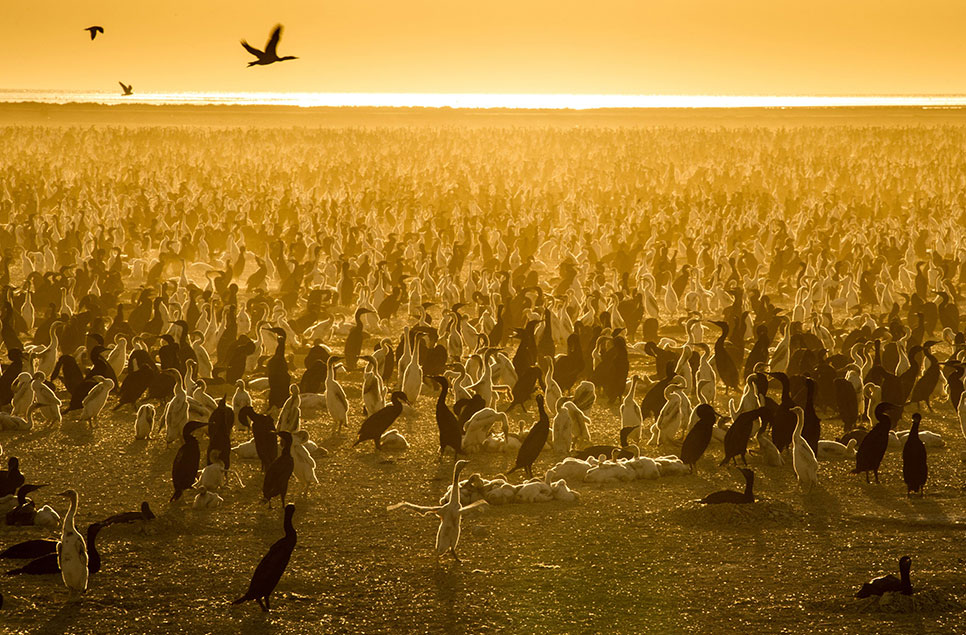 A still from the Our Planet documentary