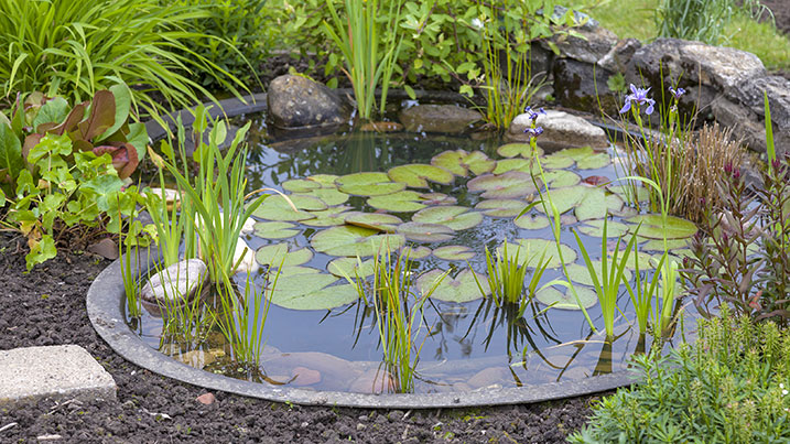 Garden pond