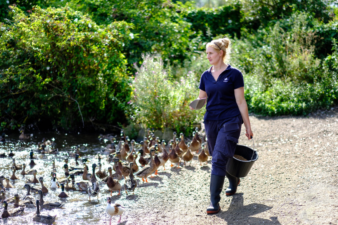 Grounds & Living Collection Volunteer