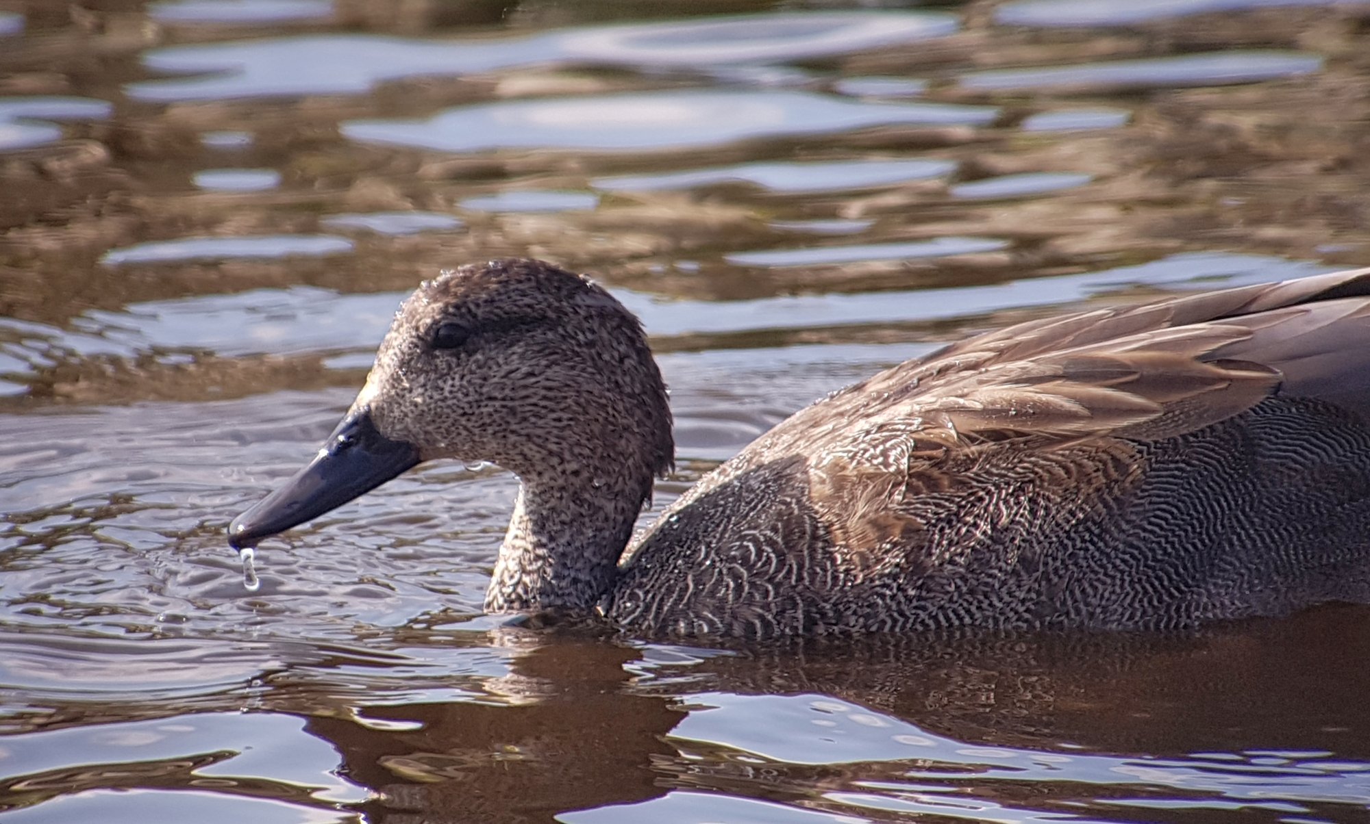 Latest Sightings