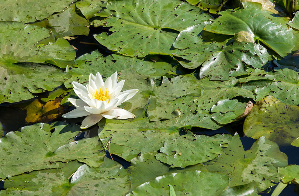 A lily on a pond
