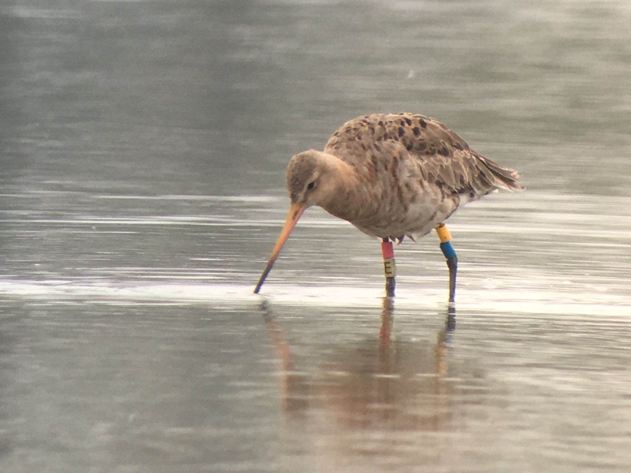 The VIP godwit
