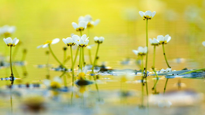 Common water-crowfoot (Ranunculus aquatalis)