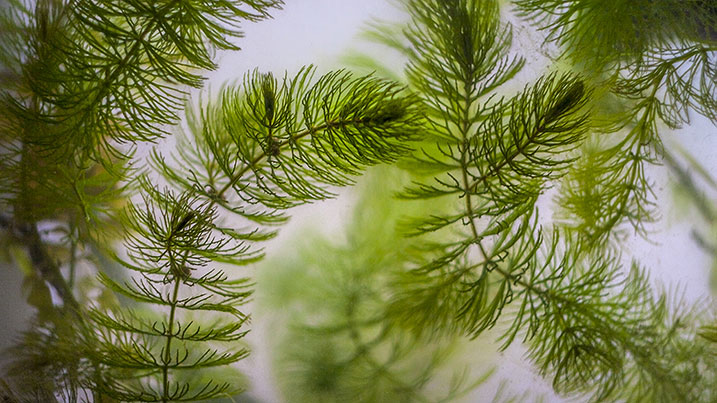 Rigid hornwort(Ceratophyllum demersum)