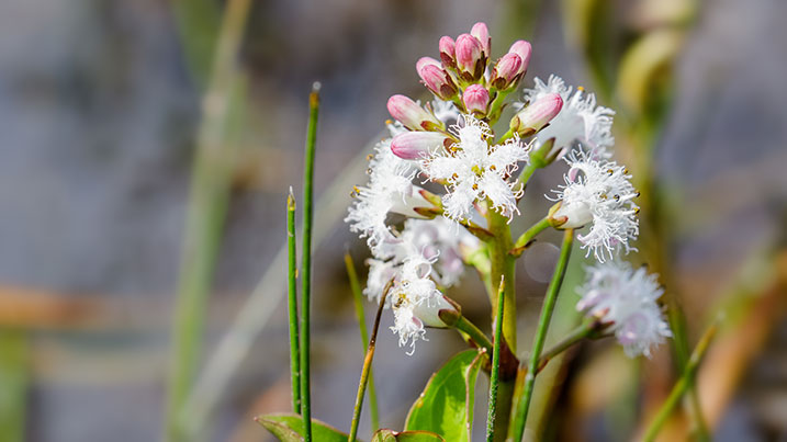 Bogbean