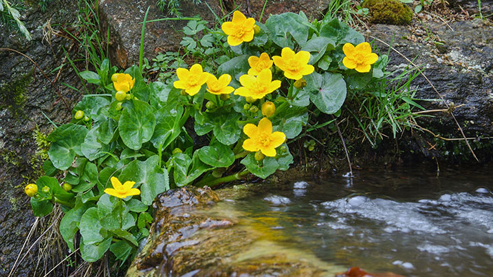 Marsh marigold (Caltha palustris)