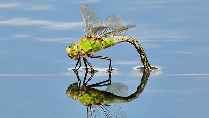 Dragonfly ovipositing