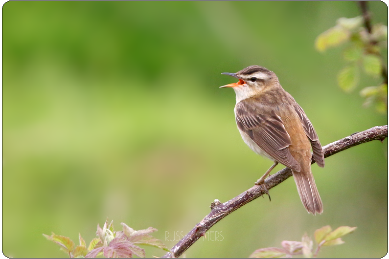Recent sightings 17th - 19th April