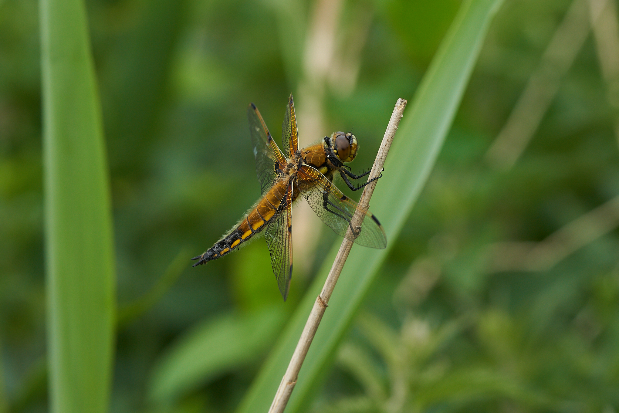 Welney sightings - 26/05/2026