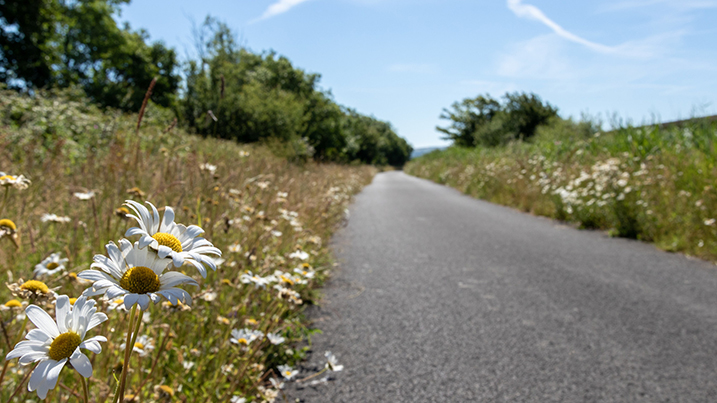 Daisies alt text test
