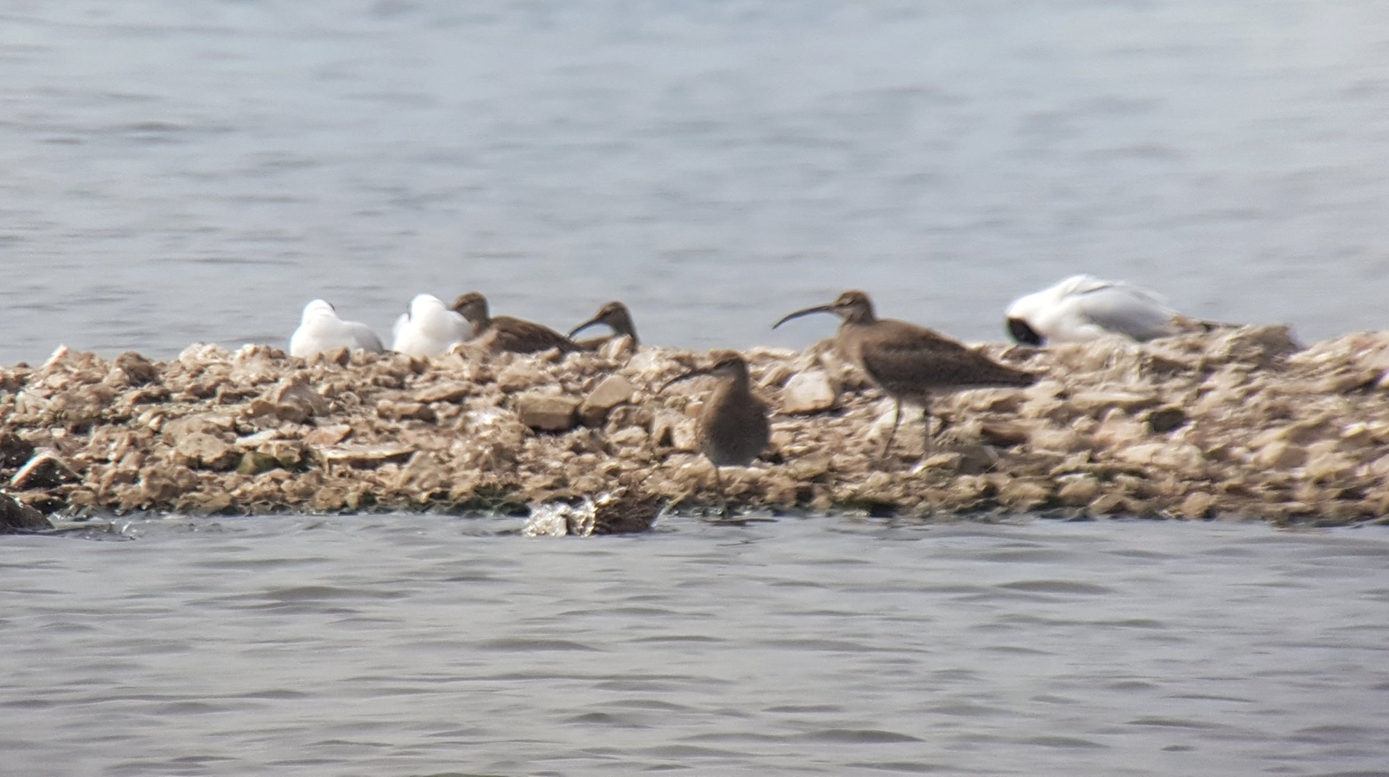 Wood Sandpiper new for the year