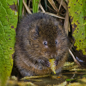 Errandel Insect Arundel Wetland Centre | WWT