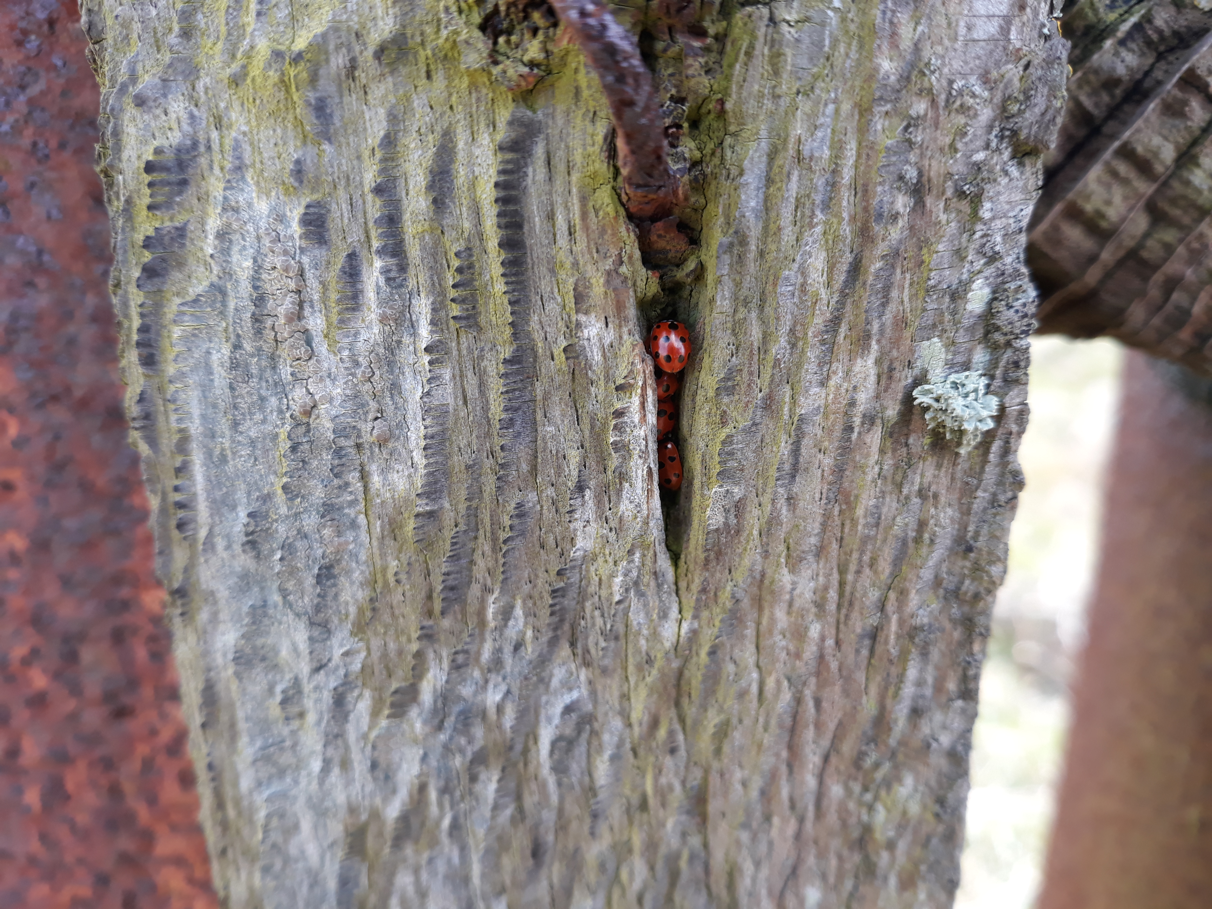 Ladybirds Loving the Sun